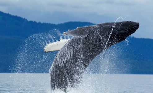 アラスカでは、クジラをはじめ、さまざまな野生動物に出合う機会も。© Paul Souders/gettyimages
