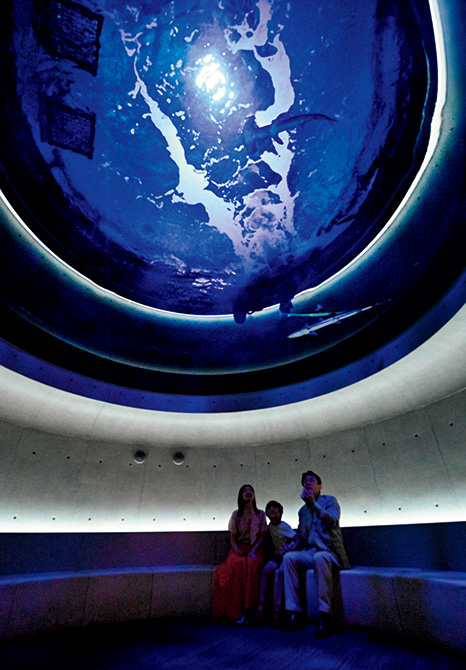 美術館のような展示×迫力あるゾーンで大人気の香川「四国水族館」へ