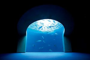 美術館のような展示×迫力あるゾーンで大人気の香川「四国水族館」へ。瀬戸内の絶景も堪能して