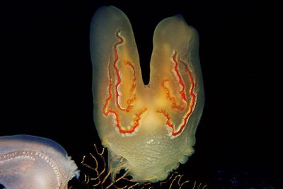 ギャラリー画像