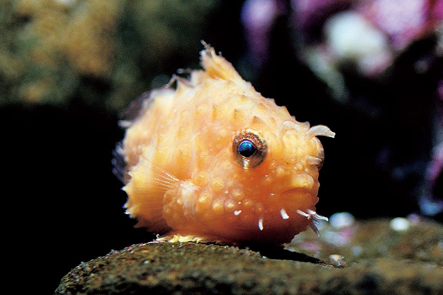 ギャラリー画像