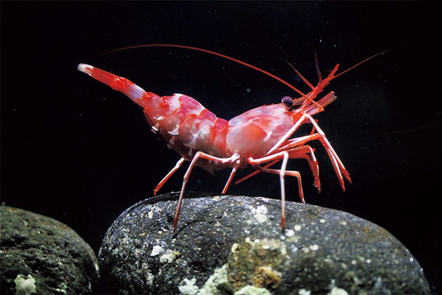 ギャラリー画像