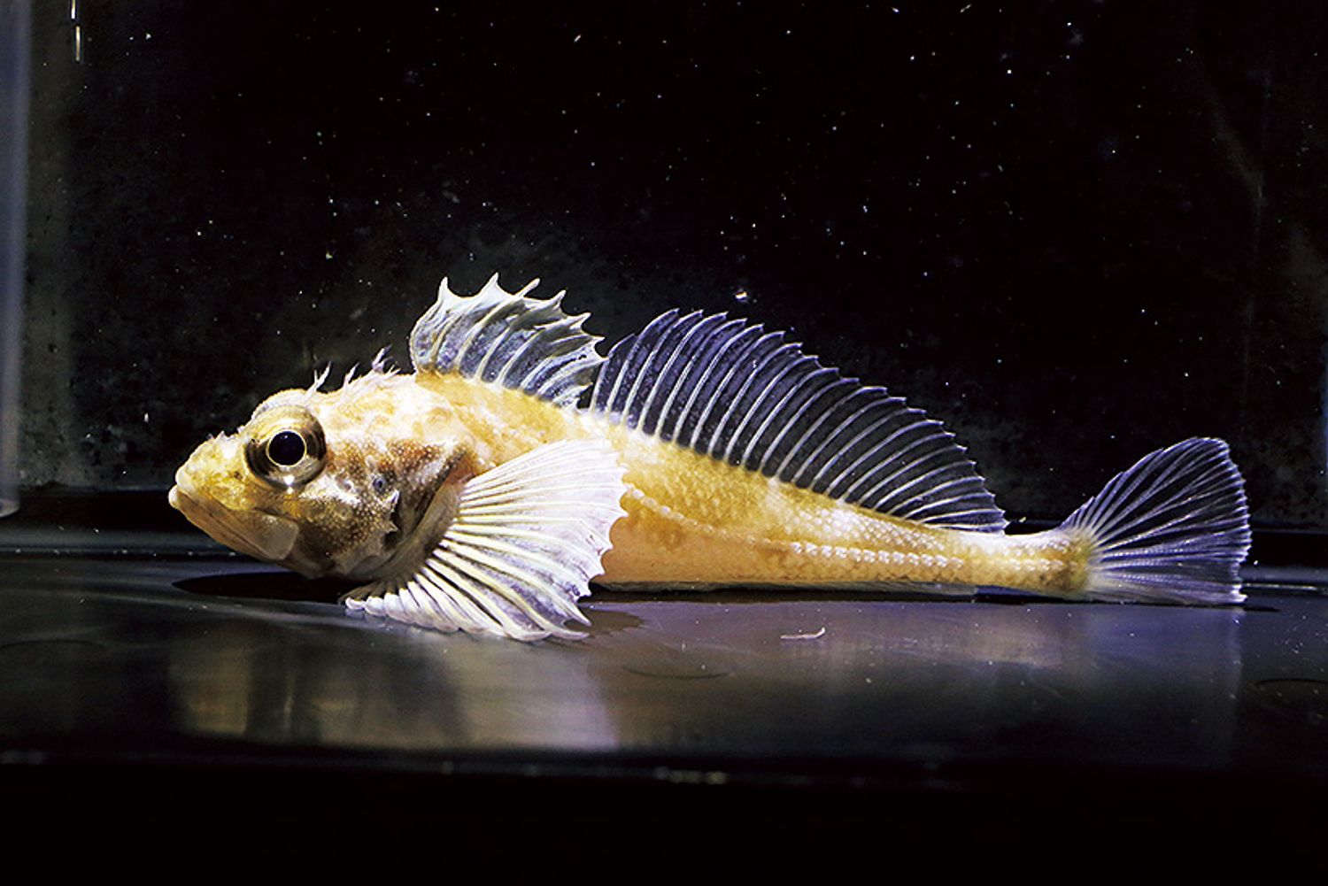 ギャラリー画像