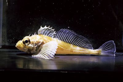 ギャラリー画像