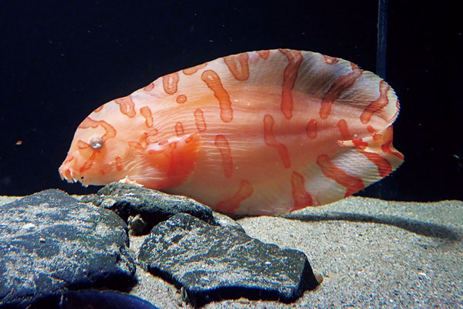 ギャラリー画像