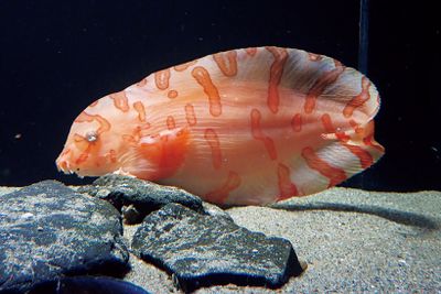 ギャラリー画像