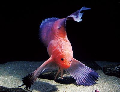 ギャラリー画像