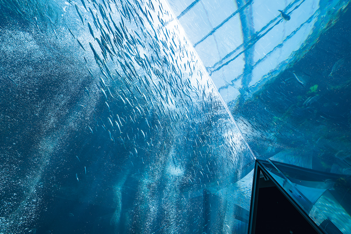 main_image_f9b1ed9e21c76596024