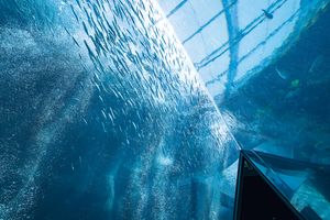 取り巻く環境を再現して展示する「アクアマリンふくしま」で魚食文化に目を向ける