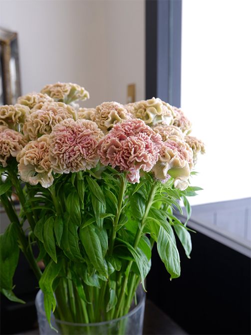 ケイトウは茎がかためなので、短くしてアレンジに利用することが多いのですが、‘フェアリーローズ’は、茎がそれほどかたくないため、長いままブーケに利用することもできます。