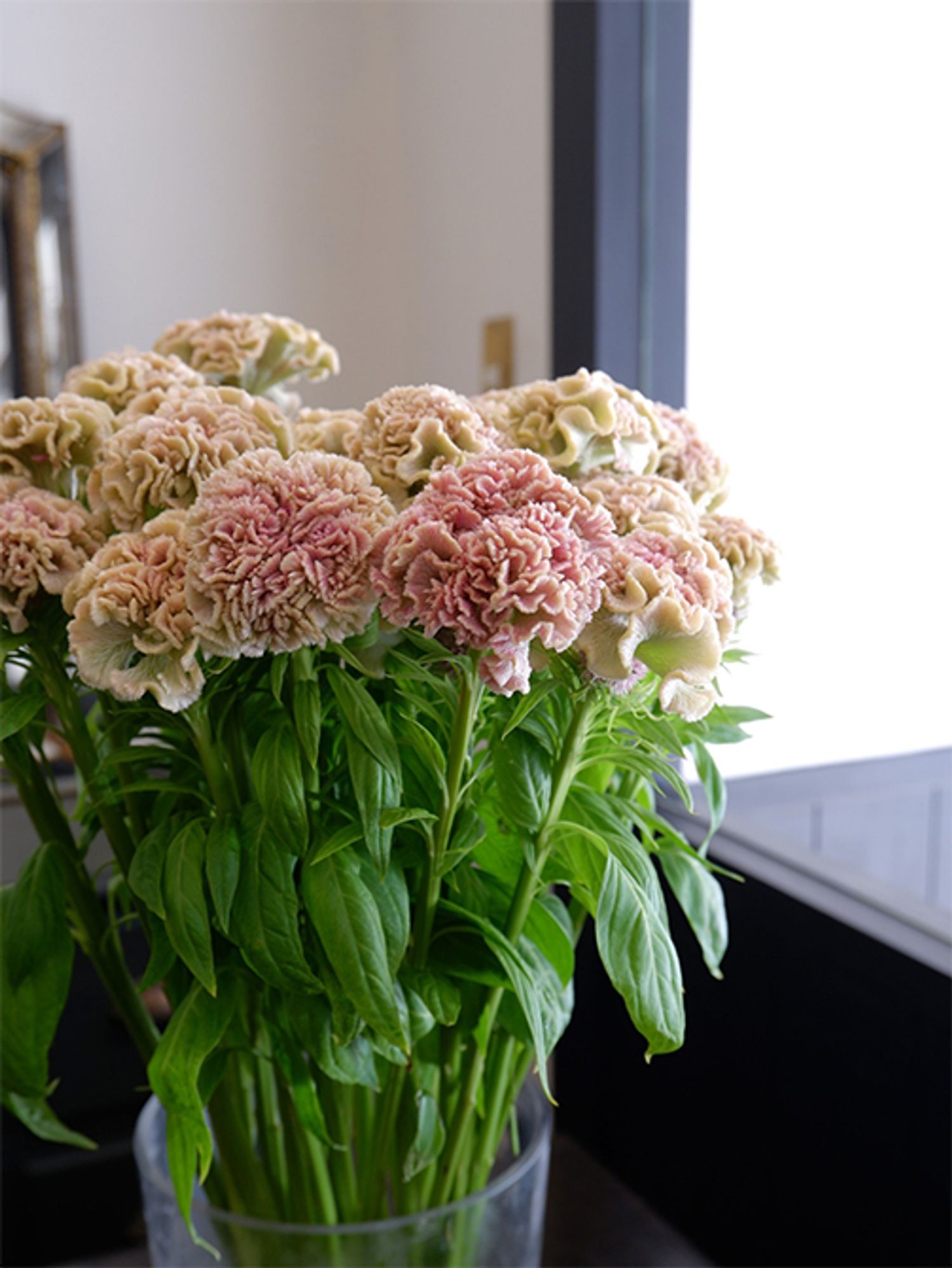 ケイトウは茎がかためなので、短くしてアレンジに利用することが多いのですが、‘フェアリーローズ’は、茎がそれほどかたくないため、長いままブーケに利用することもできます。