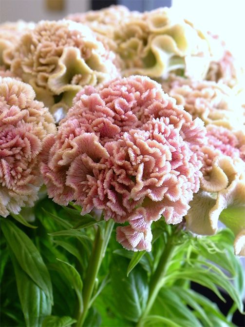 「下関花維新の会」に所属する「橋本バラ園」の橋本さんが作出した新色のケイトウ‘プティフルーツ フェアリーローズ’。この花を見たお客さまが「花形もまるでバラ！」とおっしゃっていましたが、たしかに小ぶりで丸みのある花冠はバラのように見えます。