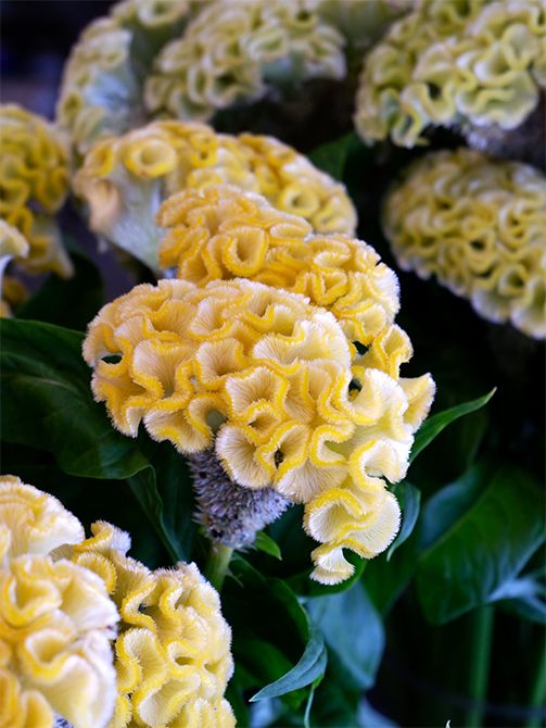 ‘アスカセレクト’シリーズが大人気の佐賀県の「明日香園」。毎年魅力的な新色を出してくれますが、なかでもかわいらしいと感じたのがこの‘ヒヨコ’です。ケイトウ独特の光沢感があるたまご色がかわいらしく、名前を聞いただけで思わず微笑んでしまいます。「この花色はおもしろいな〜」と感じ、どんな花色と合わせようか想像するだけで楽しい気分に。