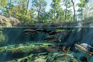 建築デザインにも注目！　栃木県なかがわ水遊園の「おもしろ魚館」で悠々と泳ぐ世界の淡水魚と出合う