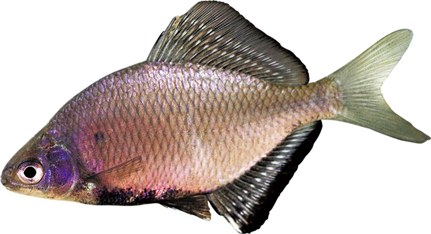 ギャラリー画像