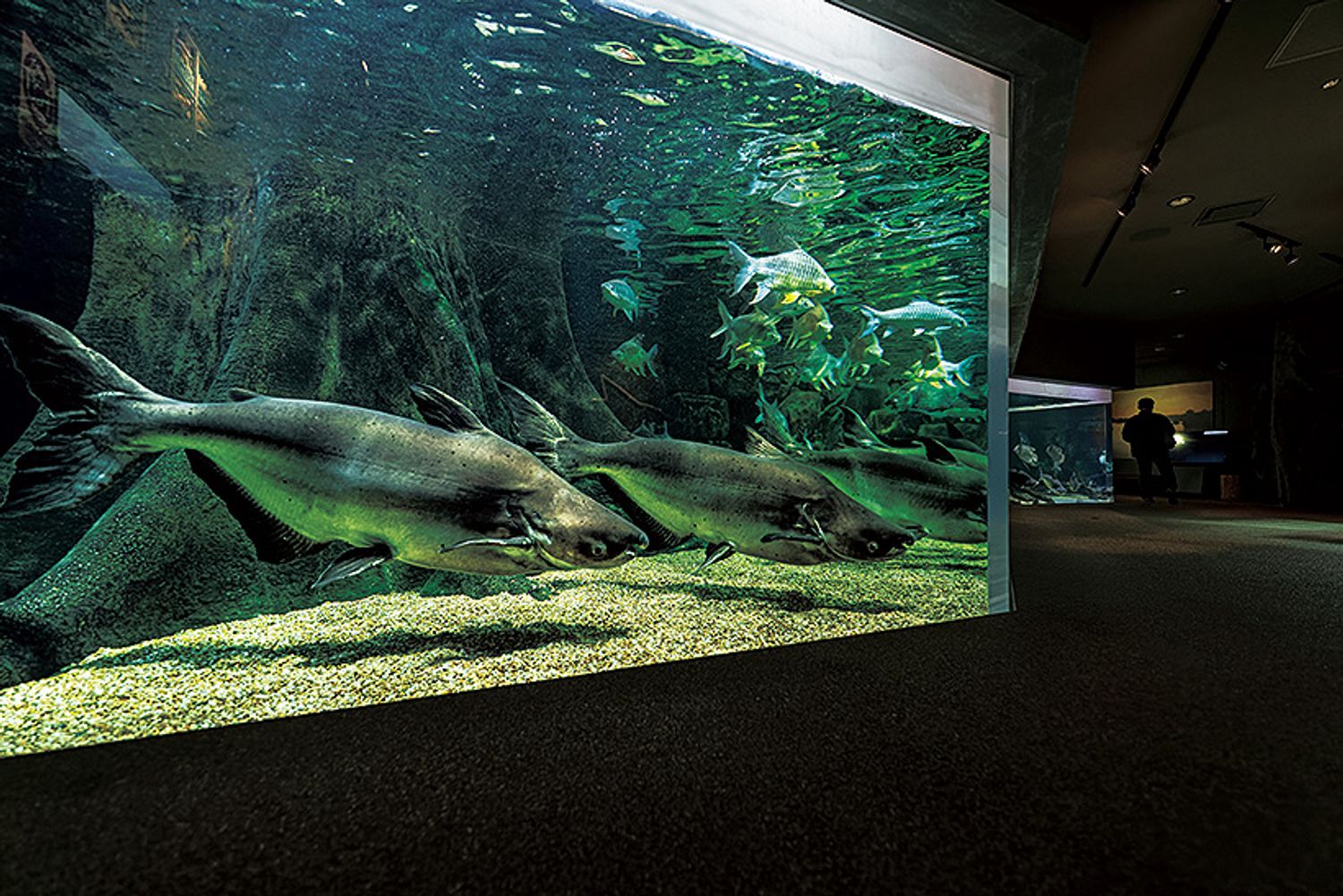 ギャラリー画像