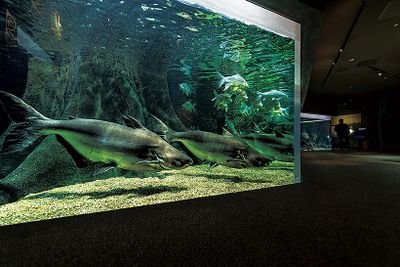 ギャラリー画像