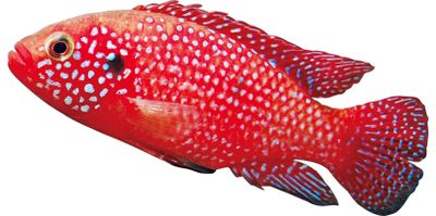 ギャラリー画像