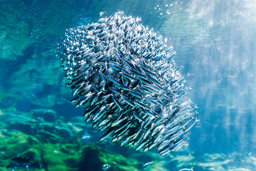 群れて泳ぐ姿はまるで“銀色のスイミー”。長崎「九十九島水族館海きらら