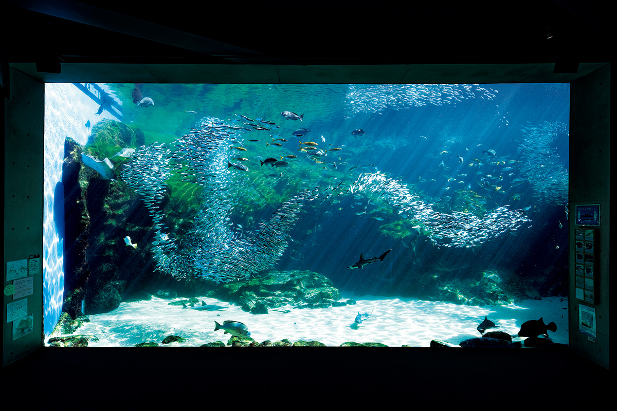 群れて泳ぐ姿はまるで“銀色のスイミー”。長崎「九十九島水族館海きらら