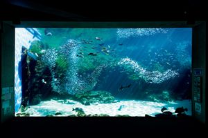 群れて泳ぐ姿はまるで“銀色のスイミー”。長崎「九十九島水族館海きらら」で感動の体験を