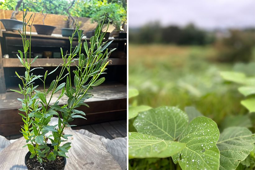 左・「来年も元気な花を咲かせてくれますようにという願いを込めて、自宅の桔梗の“花がら摘み”を終えました」と村雨さん。右・「これぞ、白露!」と、地方ロケで朝露に濡れる葉を収めたワンショット。