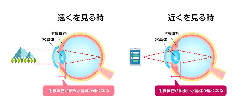 毛様体筋が収縮したり弛緩したりすることで水晶体の厚みが変わり、それによって目のピントが調節できる。