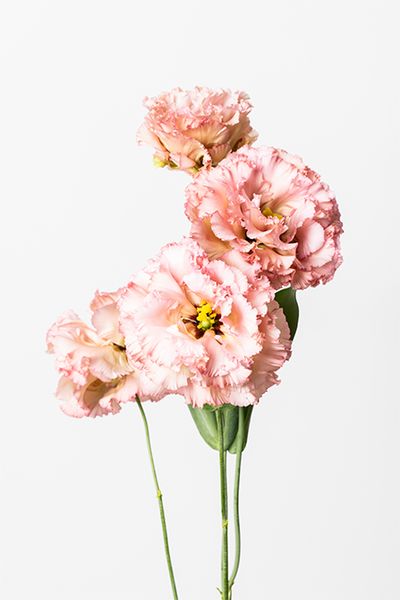 リシアンサス‘NFアンティークピンク’。アンティーク調のピンクが秋らしさを演出。