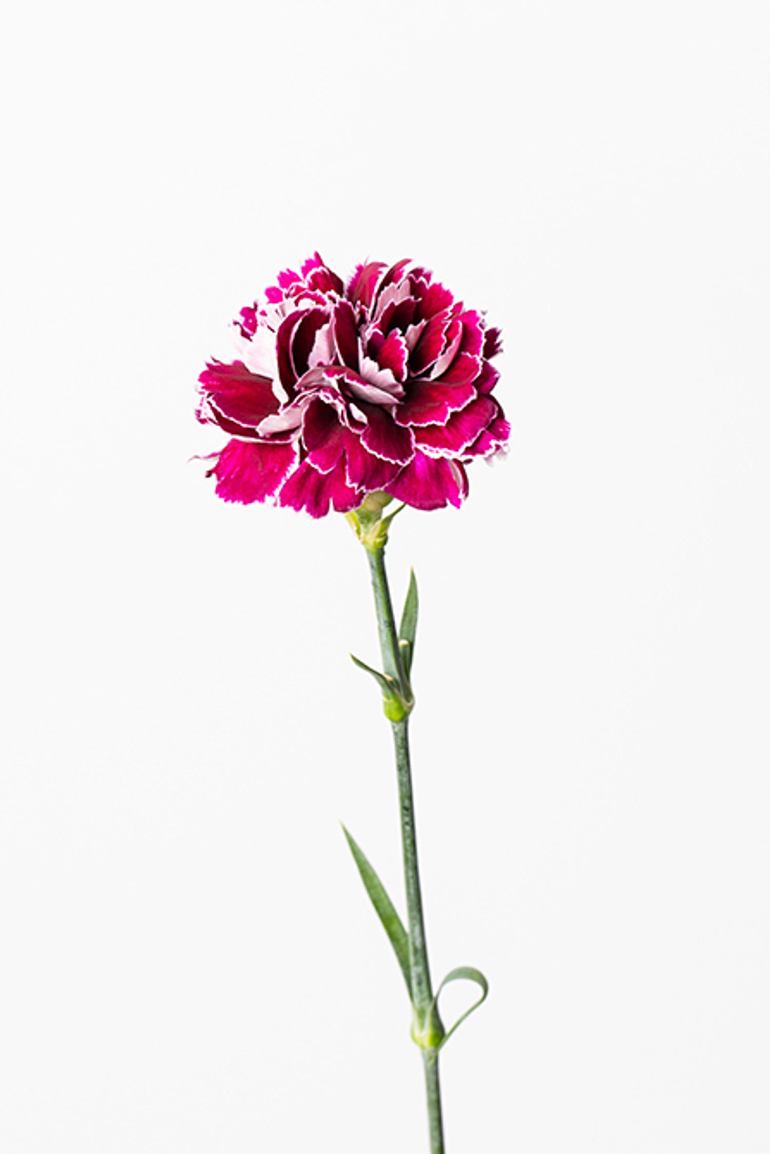 カーネーション‘ミネルバ’。濃いパープルと白のコントラストが美しい品種。他の花材とも合わせやすい色味で、ブーケやフラワーアレンジメントにも最適。