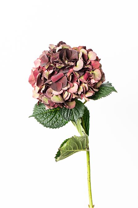 アジサイ‘マジカルダークルビークラシック’。“マジカルシリーズ”は、開花後、徐々に色が変化していき、長期間楽しむことができる品種。