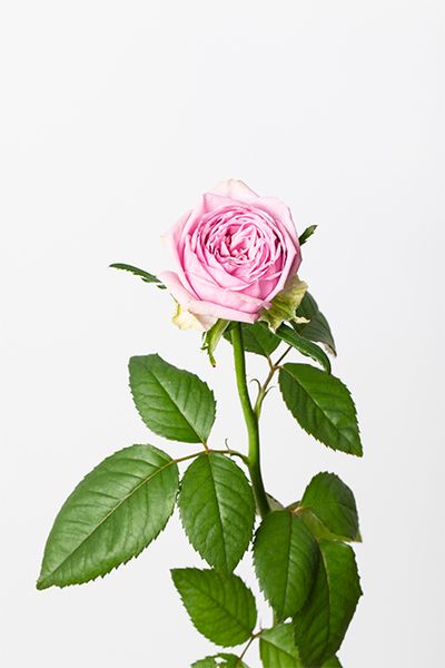 バラ‘ブルーミルフィーユ’。“ミルフィーユ”という名が表すように、幾重にも重なった花びらが特長の品種。華やかなバラも薄紫色なら主張しすぎず、エレガントな印象に。