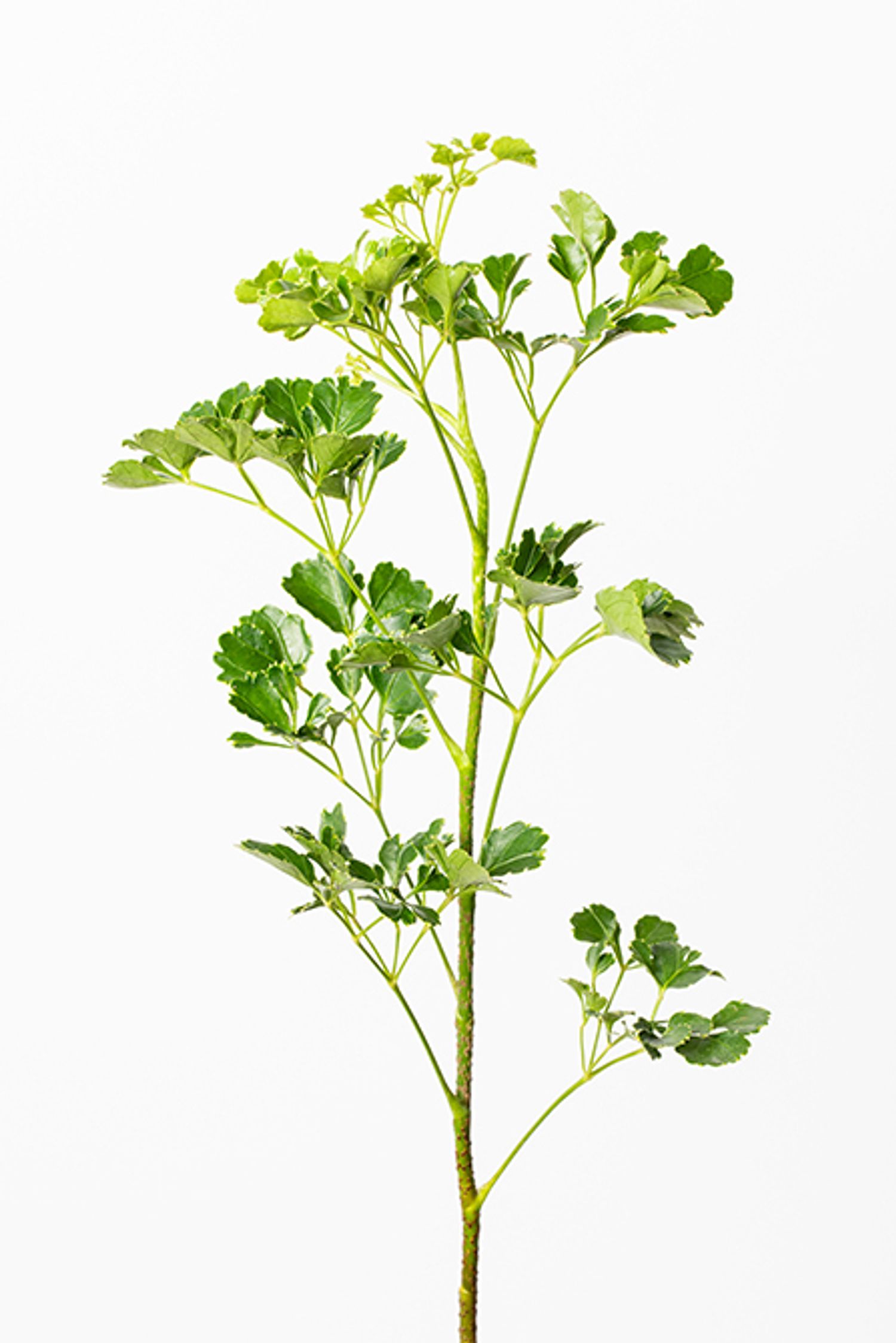 グリーン’ポリシャス’。上から下に向かうに連れて、葉の緑色が濃くなっていくのが特長。フリルのような葉がリースやブーケなどに自然に溶け込み、汎用性が高い。