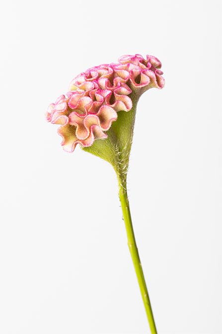 石化ケイトウ‘セッカアンティークピンク’。秋から冬にかけての季節にぴったりのケイトウ。中でも、石化ケイトウは茎が石化した品種で、ドライフラワー素材としても人気が高い。