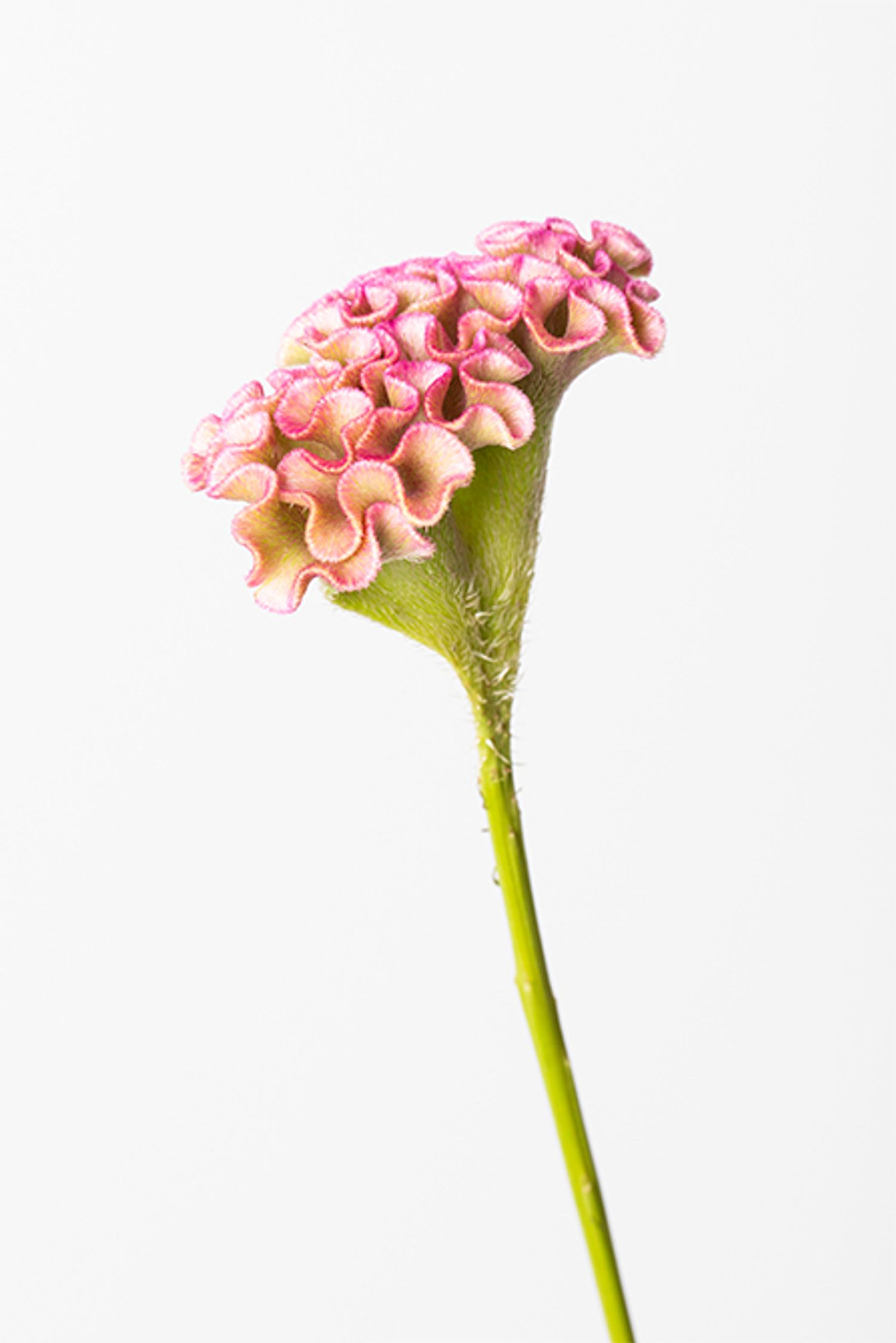 石化ケイトウ‘セッカアンティークピンク’。秋から冬にかけての季節にぴったりのケイトウ。中でも、石化ケイトウは茎が石化した品種で、ドライフラワー素材としても人気が高い。