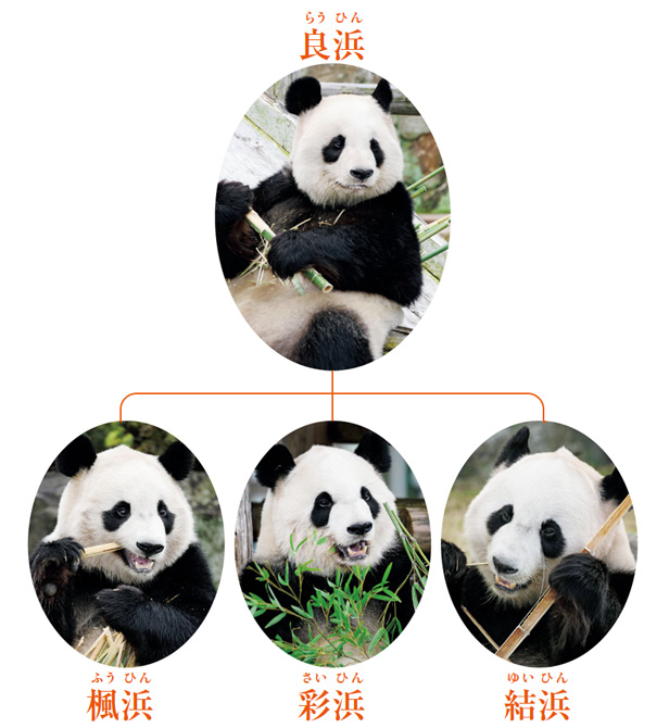 和歌山県白浜のパンダファミリー4頭が中国へ 「幸せな時間をありがとう