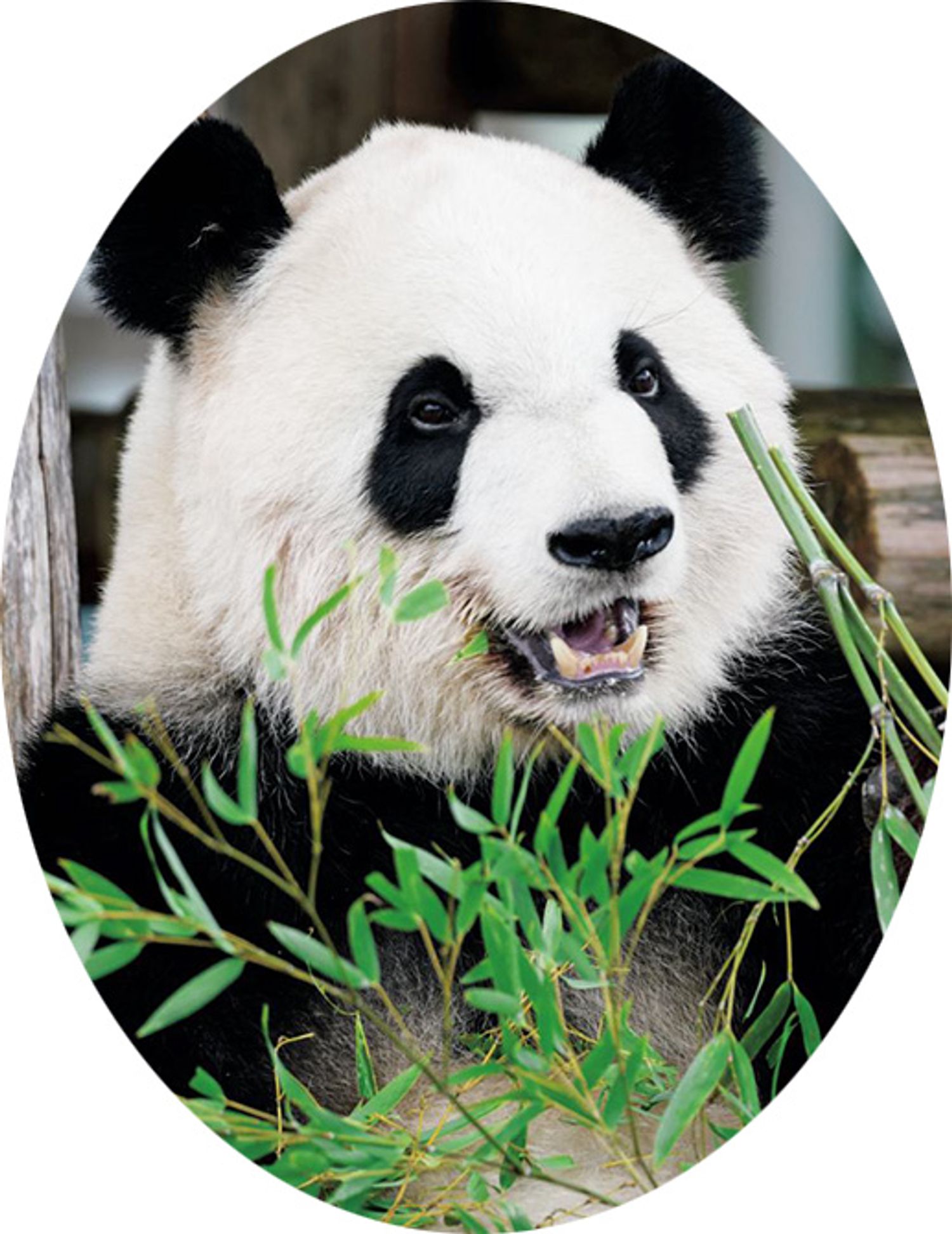 彩浜（さいひん）