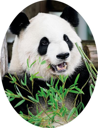 彩浜（さいひん）