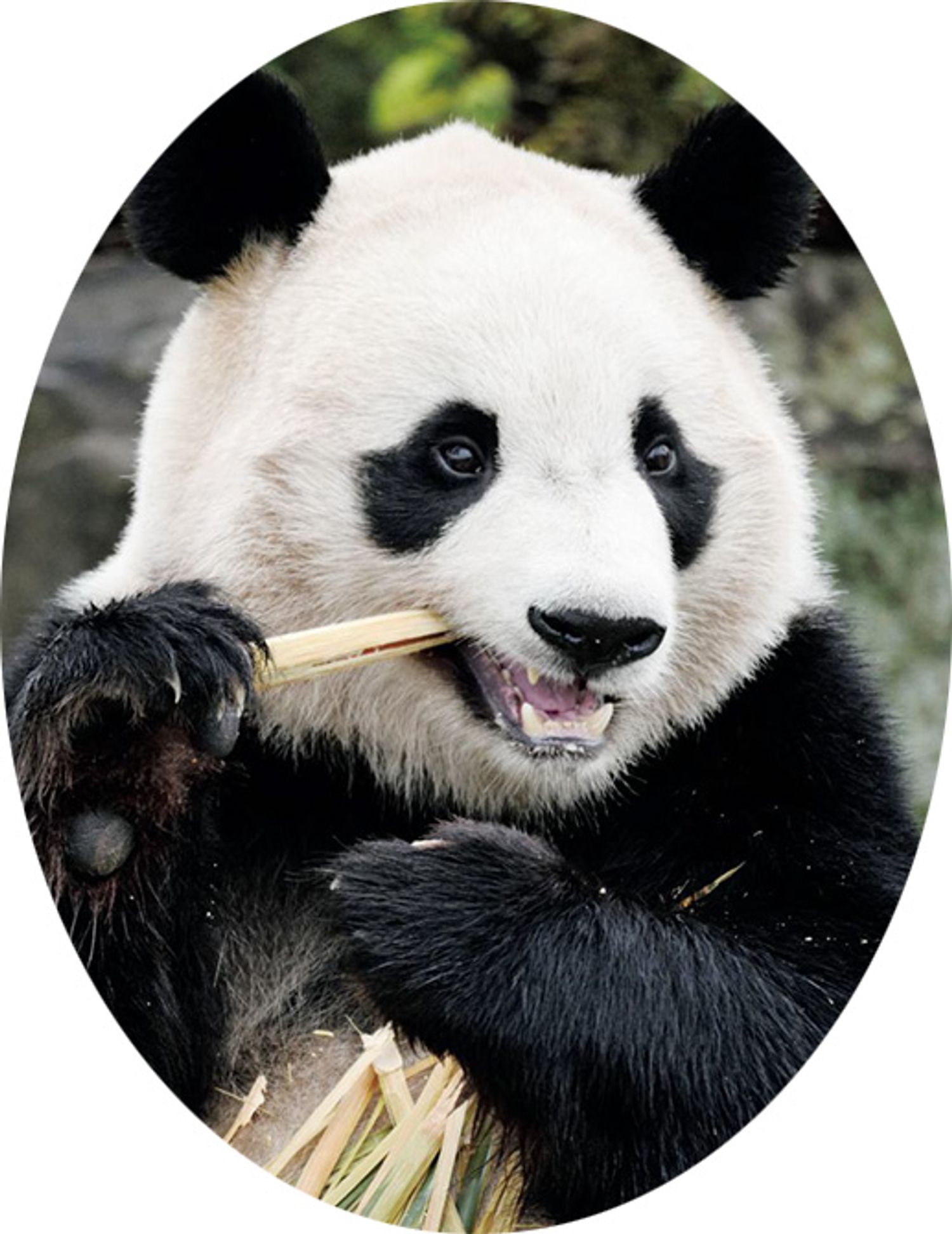 楓浜（ふうひん）