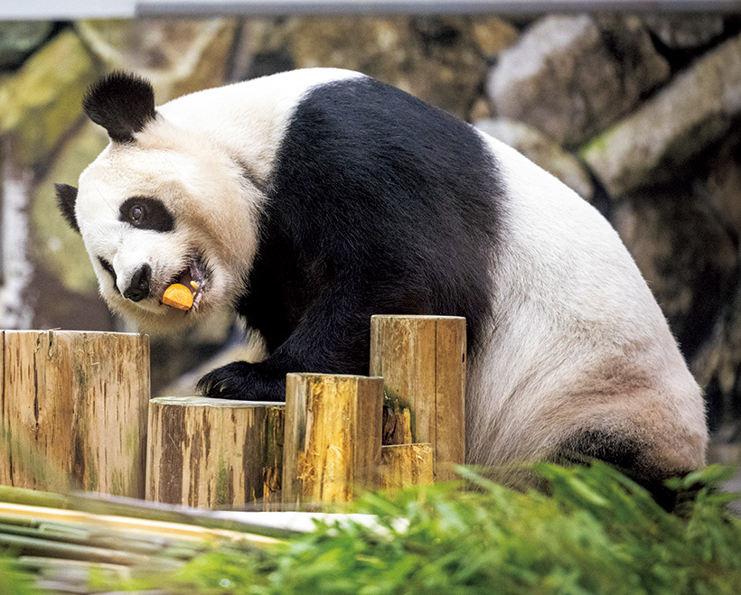 和歌山県白浜のパンダファミリー4頭が中国へ 「幸せな時間をありがとう