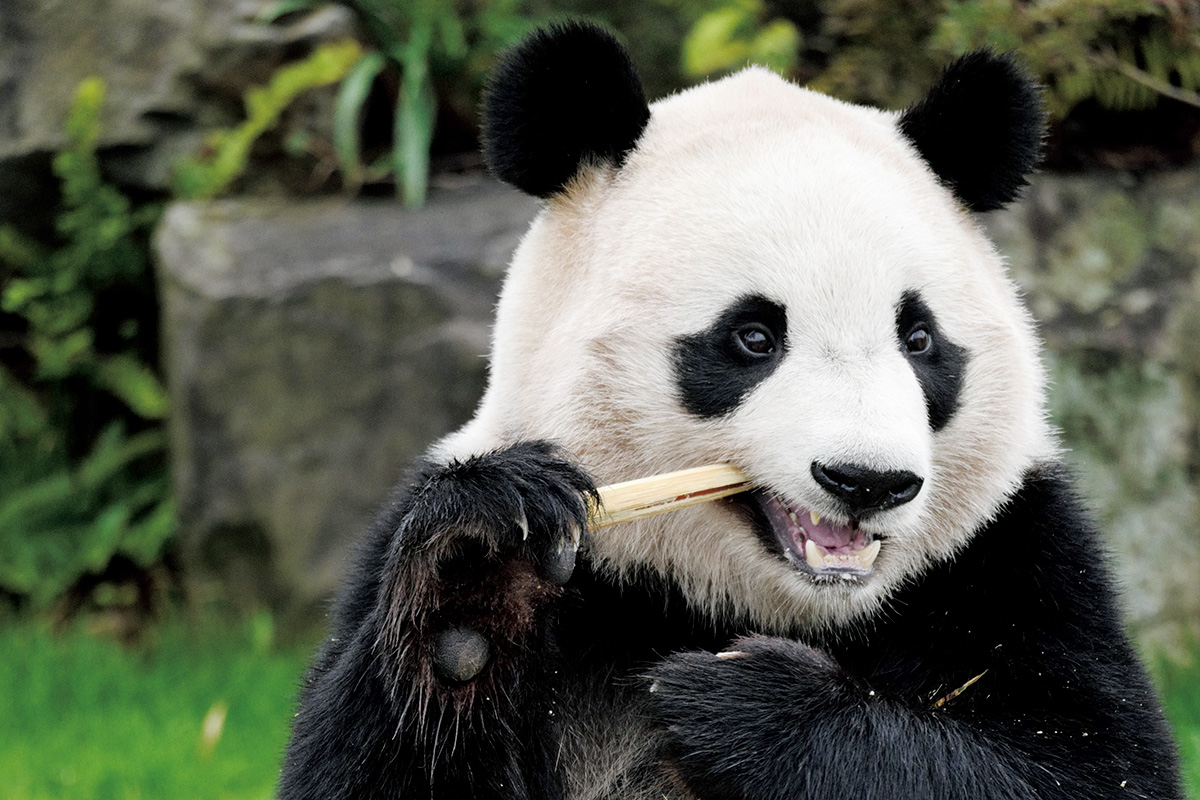 和歌山県白浜のパンダファミリー4頭が中国へ 「幸せな時間をありがとう