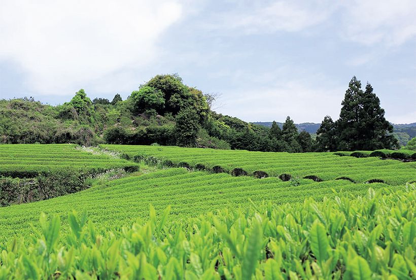 静岡県富士市の「山平園」