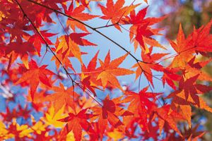 10月の志野結びは「紅葉」。“女郎花香（おみなえしこう）”の聞き方を志野流香道の家元に学ぶ