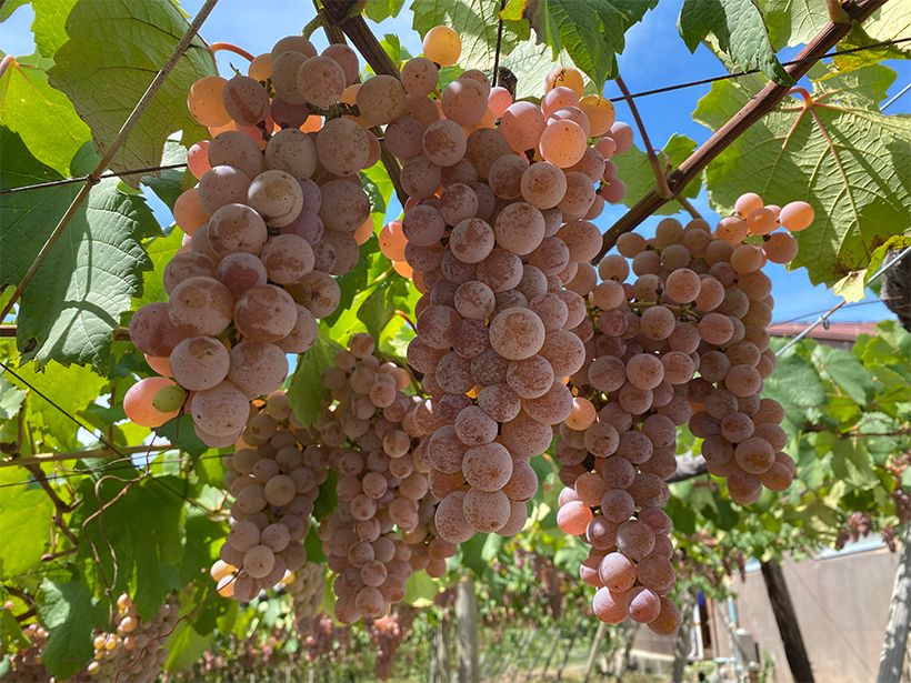 棚式栽培で作られた「甲州」。収穫時期を迎えると、より色が濃くなり、透明感も増していくという。