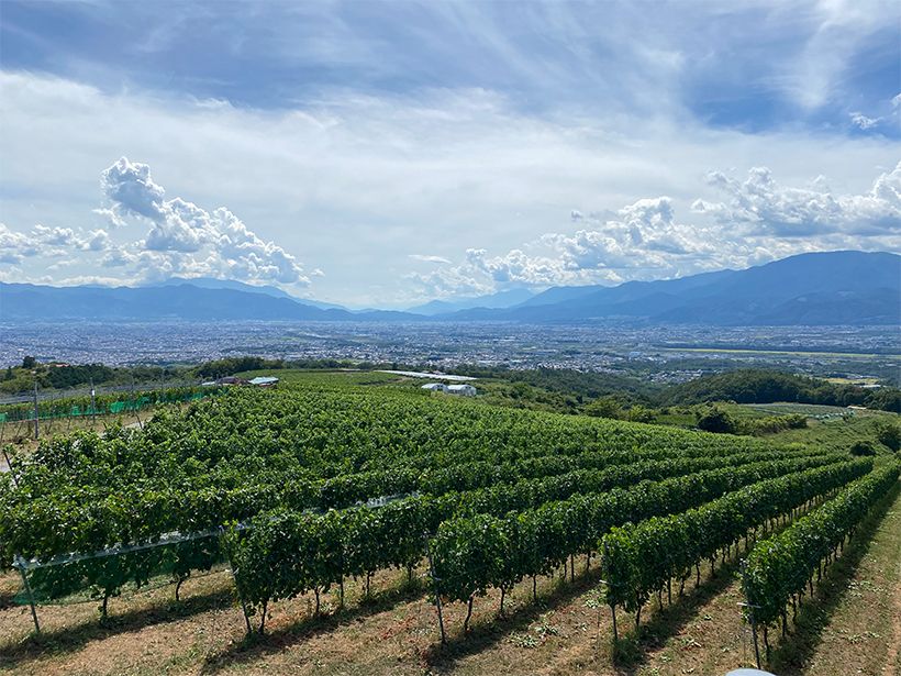 眺望台からの眺め。運がよいと奥に富士山も望める。目の前には白ワイン用ぶどう「甲州」の畑が広がる。