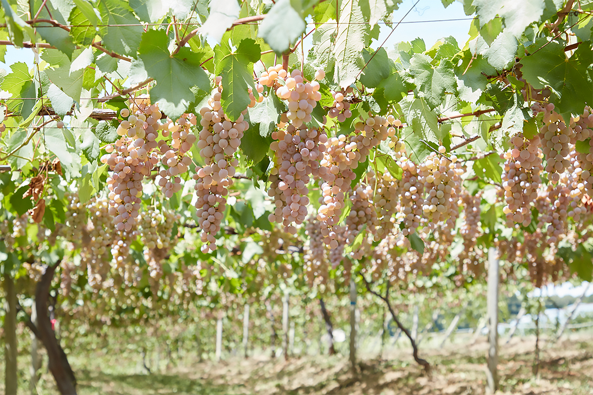 【美品】陶芸家　ヘスアルド　陶板画　葡萄の収穫 2023年11月のブドウ栽培状況と秋の美しさ - 中伊豆ワイナリーヒルズ