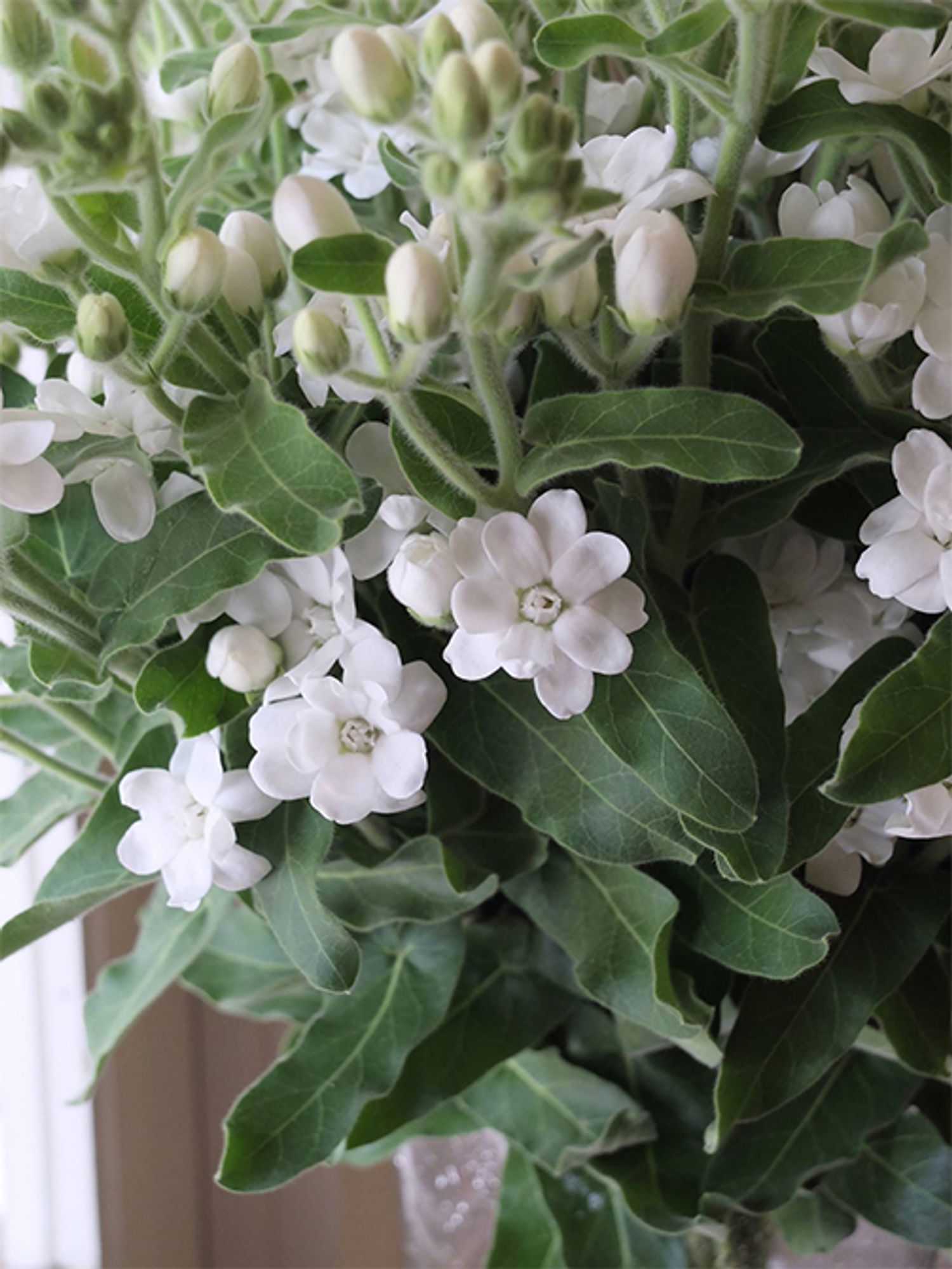 純白のオキシペタラム‘マーブルハピネス’。こちらもセミダブル咲きで、とてもキュートな花形をしています。こちらも高知県産で、量は少ないものの、1年中出回ります。フランネルのような質感でシルバーがかったリーフも魅力的。