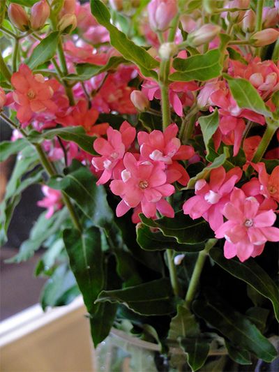 オキシペタラムはピンク花も愛らしい！水色同様に花色が透けず、パッとめにとまります。これは‘ラブリーピンク’というセミダブルの品種で、一重と半八重が混じっています。