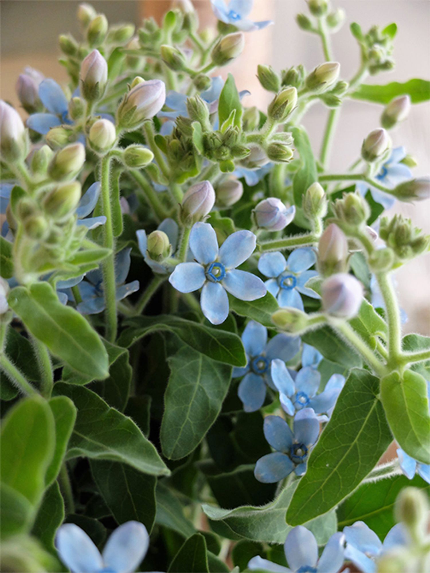 主品種の‘ピュアブルー’。インパクトのある水色だけでなく、5枚の花びらが開いた花形もとてもかわいらしい！フランネルのような質感の葉もよい雰囲気で、花の近くに葉がついているので、セットで使うようにしています。