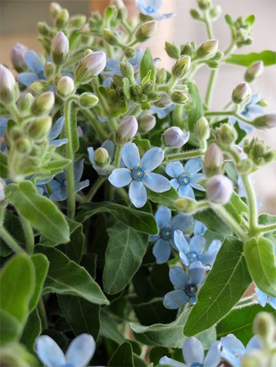 主品種の‘ピュアブルー’。インパクトのある水色だけでなく、5枚の花びらが開いた花形もとてもかわいらしい！フランネルのような質感の葉もよい雰囲気で、花の近くに葉がついているので、セットで使うようにしています。