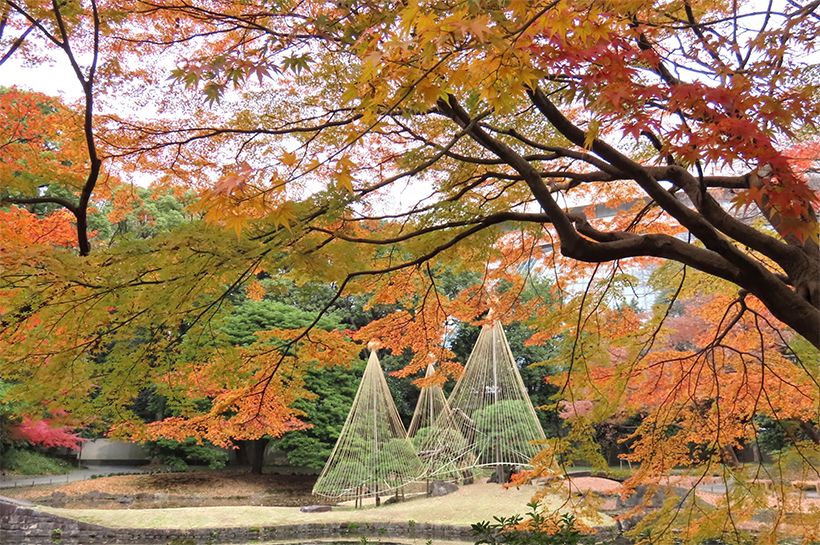 園内の東門から入ってすぐの内庭では「冬季限定で松の木の雪吊りを見ることができます」と村雨さん。庭師ならではの注目スポットをご紹介。写真提供：公益財団法人東京都公園協会
